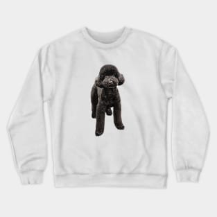Toy Poodle Gorgeous Mini Dog Crewneck Sweatshirt